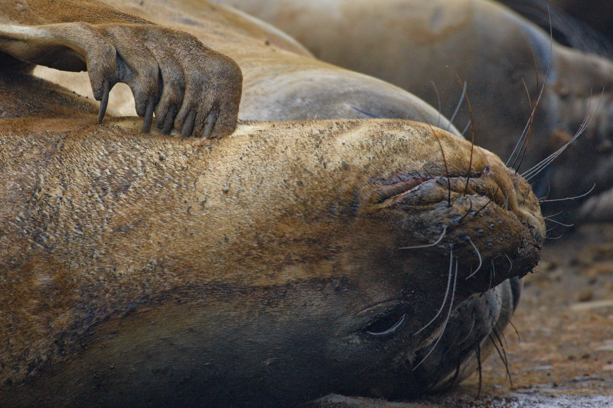 elephant seal